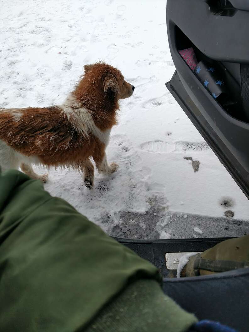 Dog apparently abandoned in Pennsylvania park