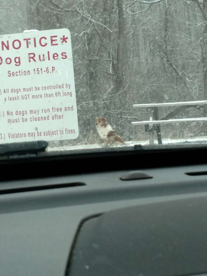 Skittish dog in Pennsylvania park