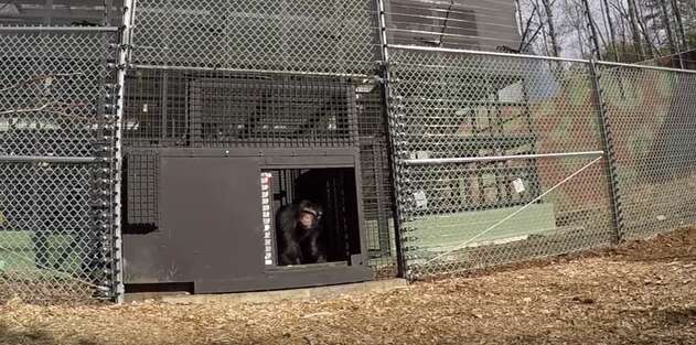 project chimps lab chimp feels grass first time