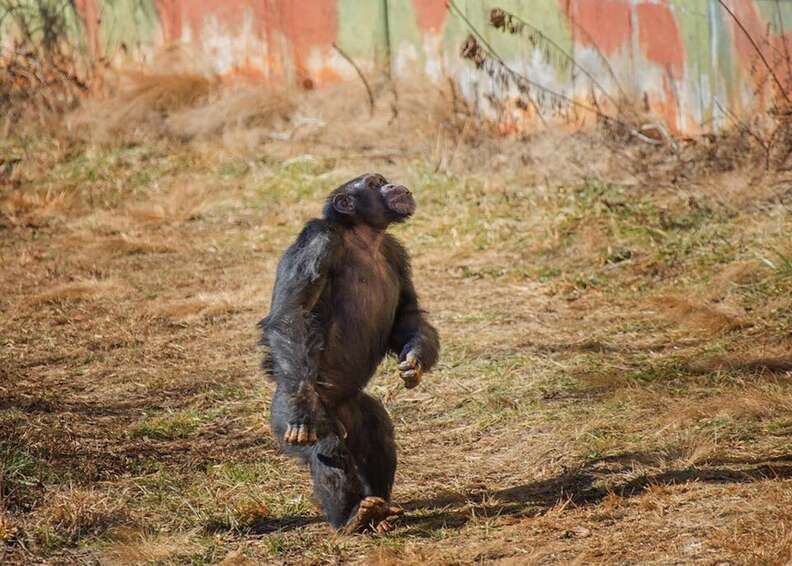 Lab Chimp Sees Open Sky For The First Time At Georgia Sanctuary - The Dodo