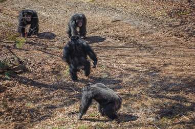rescue lab chimps feel grass first time