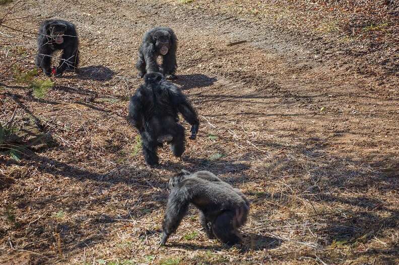 rescue lab chimps feel grass first time