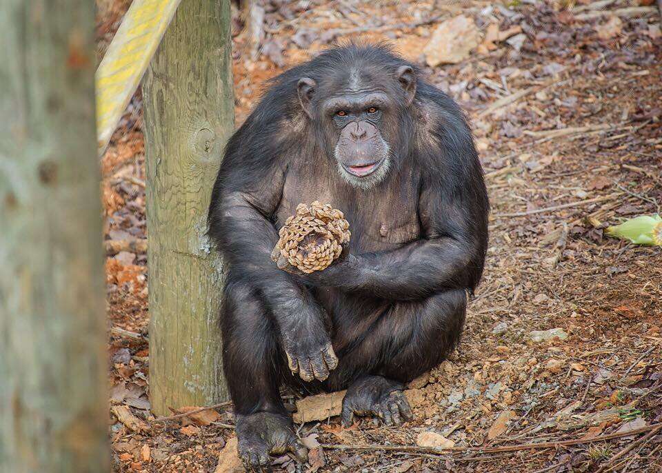 Chimp In Lab Lab Chimp Sees Open Sky For The First Time At Georgia Sanctuary - The Dodo