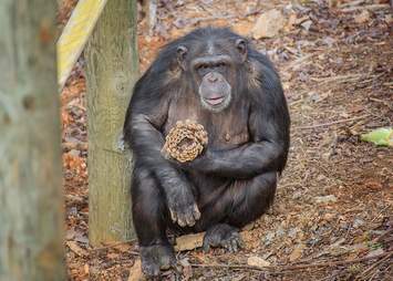 rescue lab chimps feel grass first time