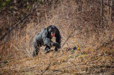 lab chimps feel grass first time