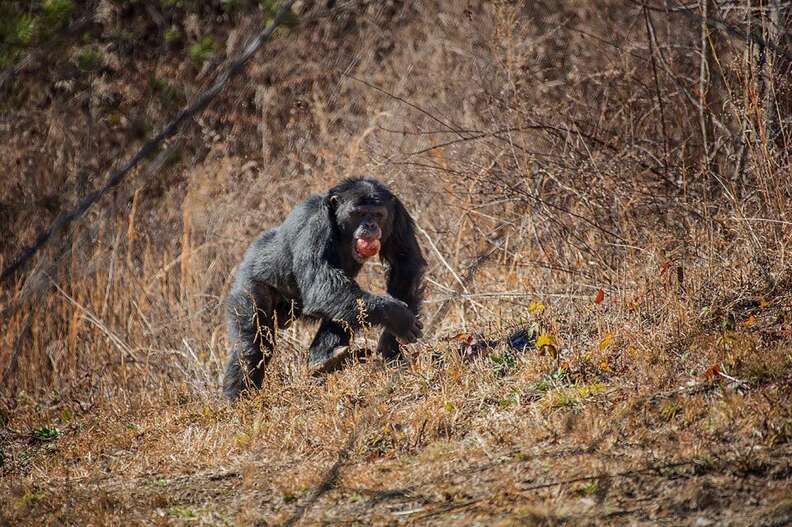 lab chimps feel grass first time