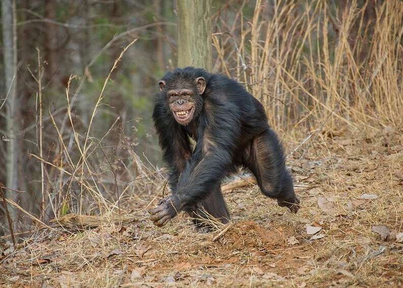 rescue lab chimps feel grass first time