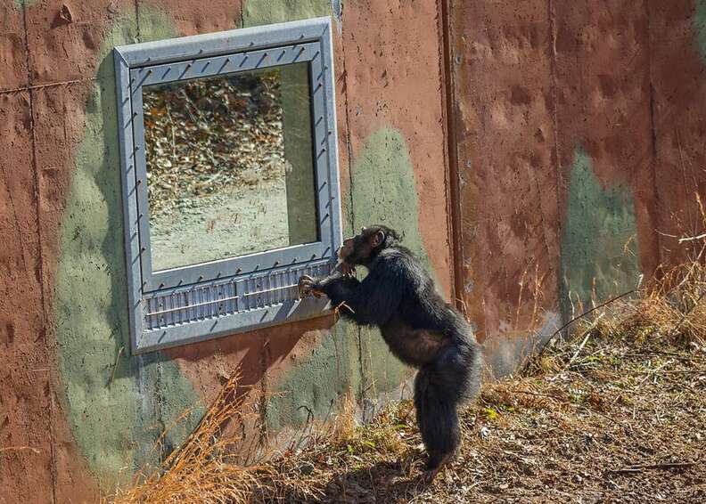 rescue lab chimps feel grass first time