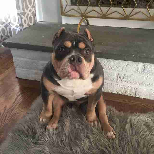 Paralyzed Puppy Escapes Euthanasia And Gets The Funniest