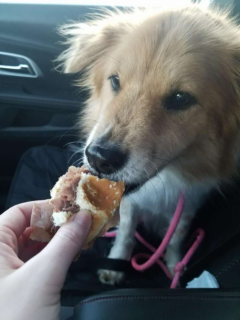 Abandoned dog in rescuer's car