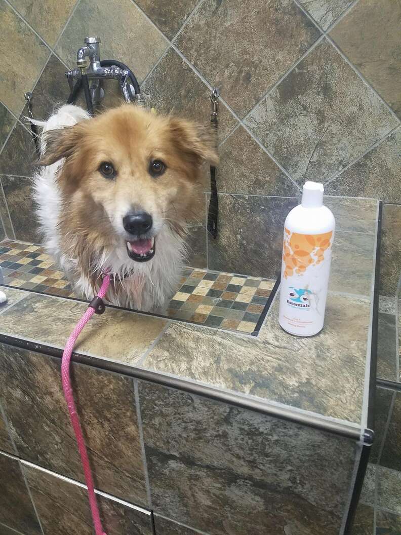 Collie-like abandoned senior dog getting a bath