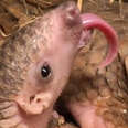 Pangolins Are Weirdly Amazing