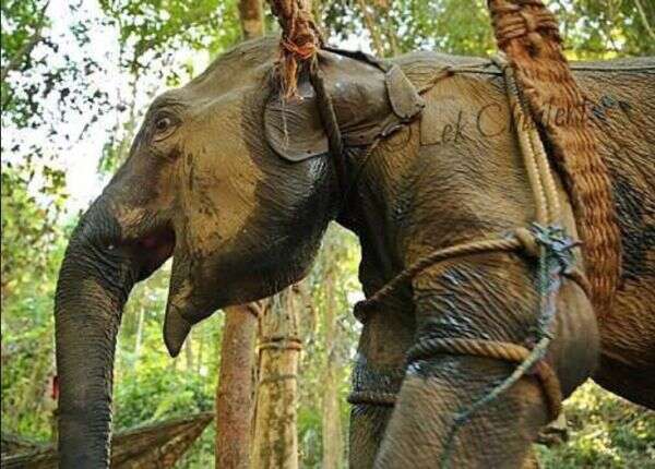 elephant thailand tourist camp crush
