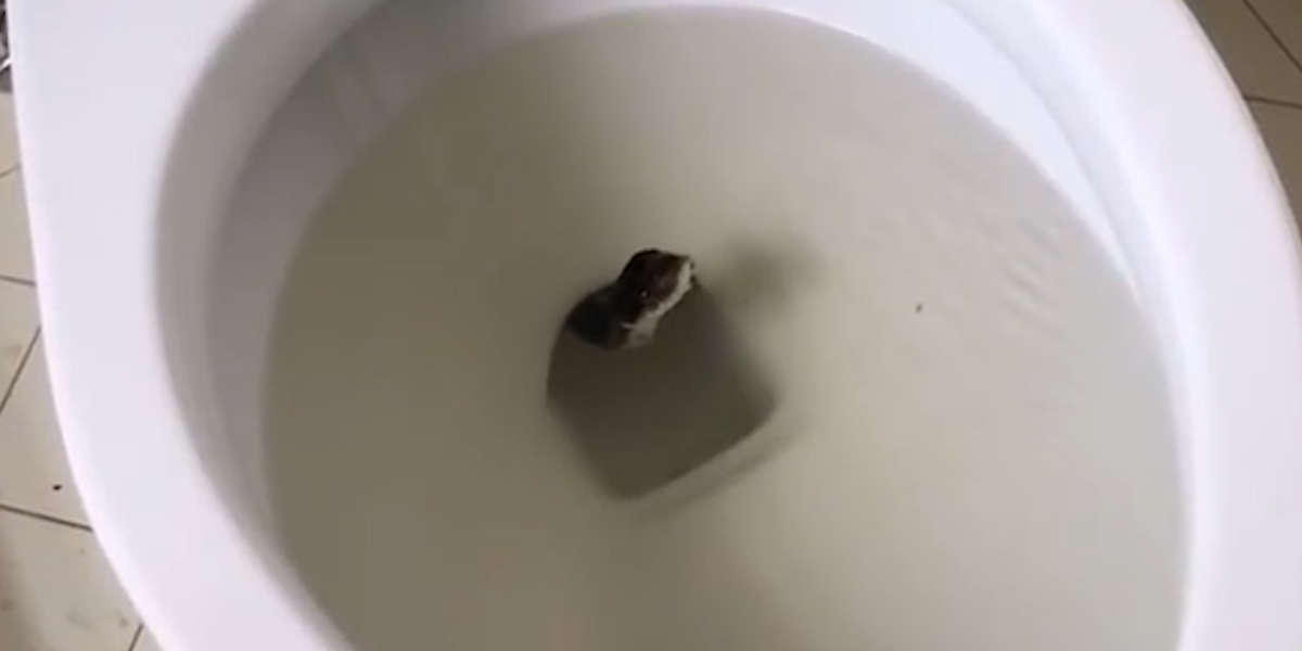 People Rescue Snake Stuck In A Toilet Videos The Dodo