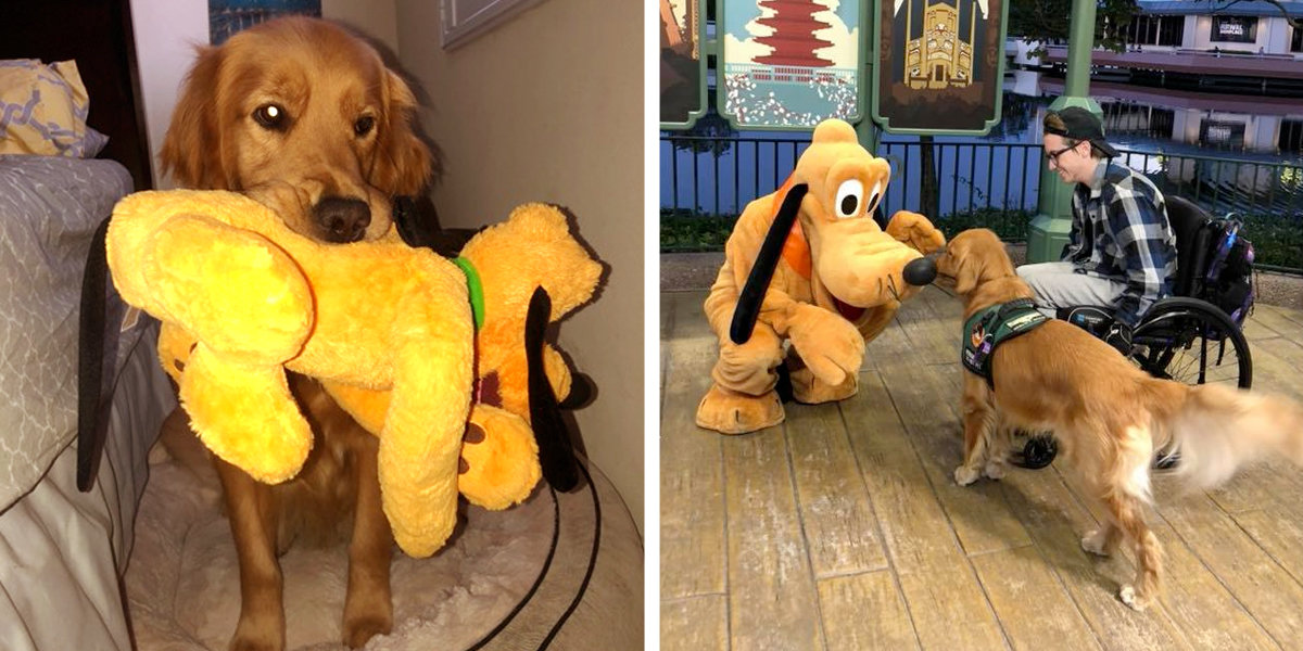 Service Dog Is So Excited To Meet RealLife Pluto At Disney World The
