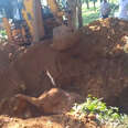 Baby Elephant Rescued From Hole With Excavator 