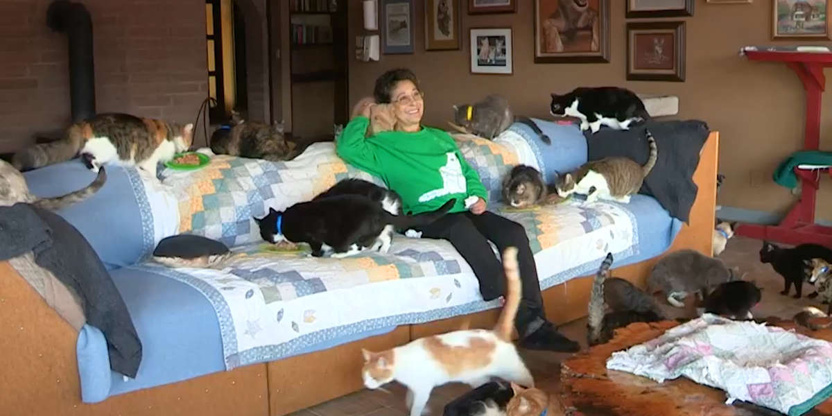 This Lady Takes Care Of Hundreds Of Cats - Videos - The Dodo