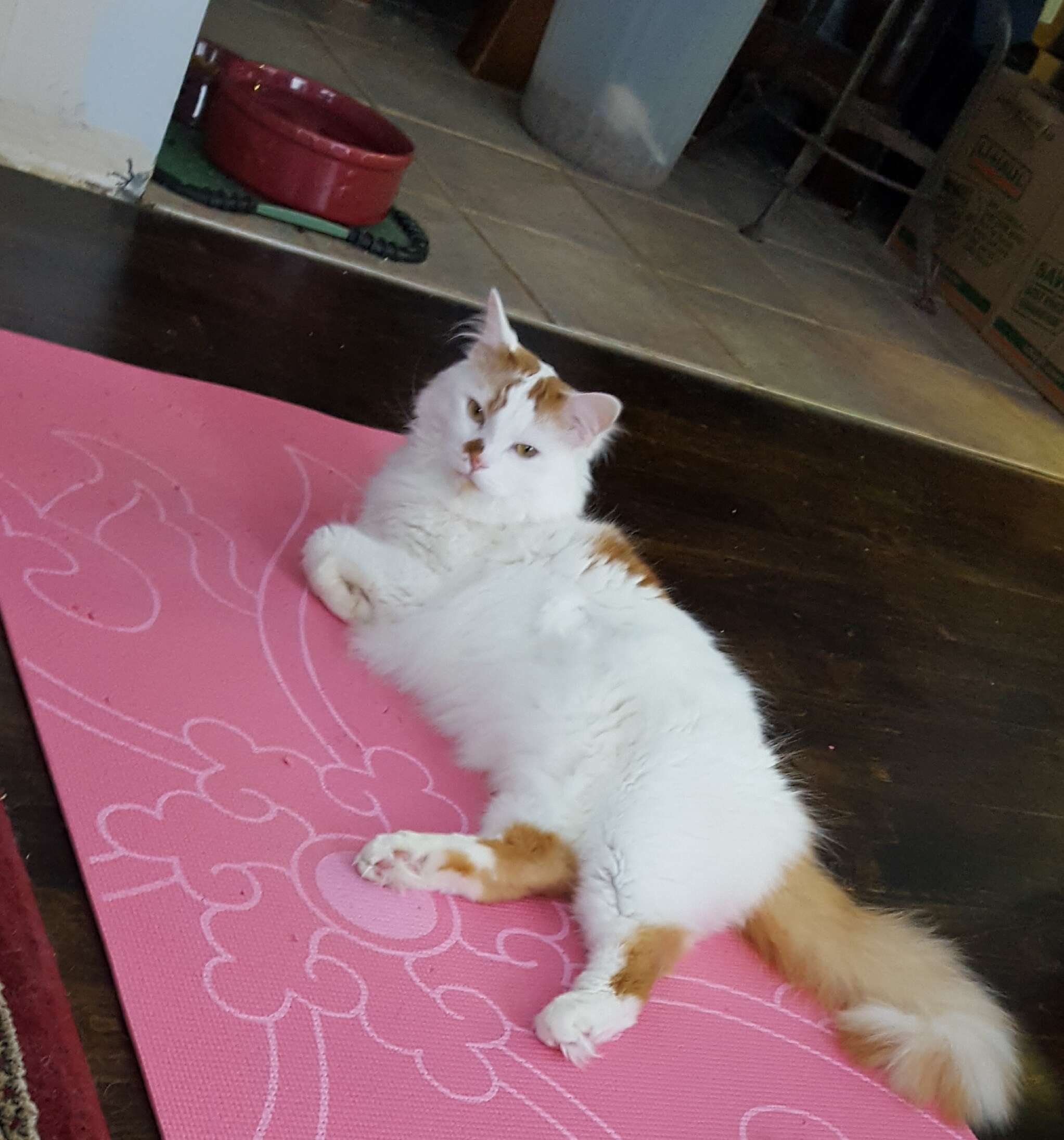 cat gets his very own work out mat