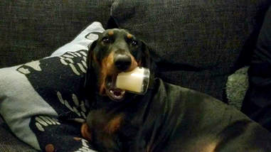 dog steals household objects england