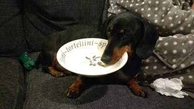 dachshund seals household objects england