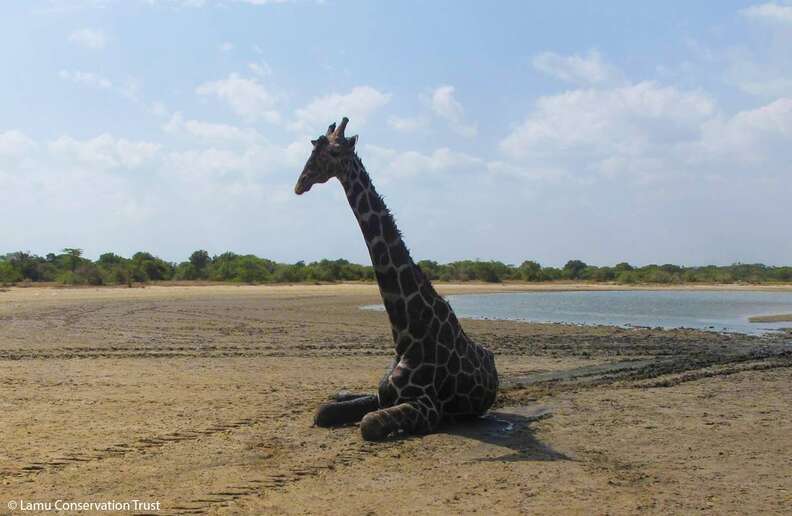 People Rush To Help Huge Giraffe Stuck In Deep Mud - The Dodo