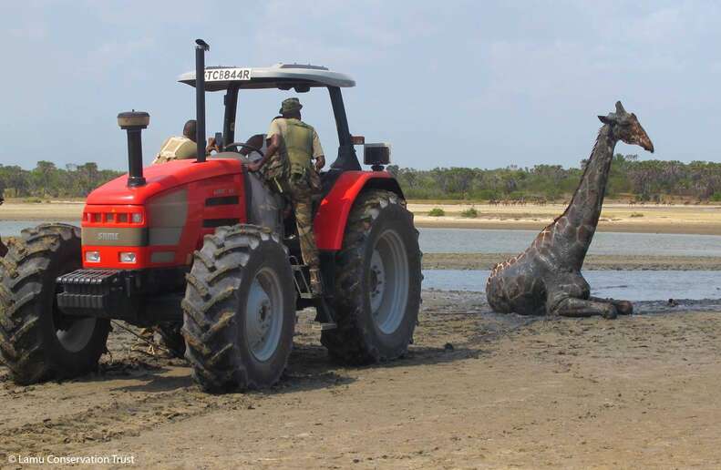 People Rush To Help Huge Giraffe Stuck In Deep Mud - The Dodo