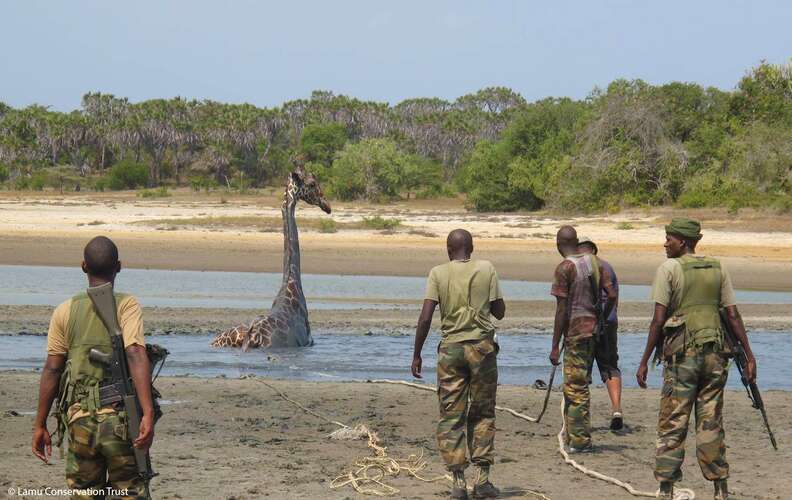 People Rush To Help Huge Giraffe Stuck In Deep Mud - The Dodo