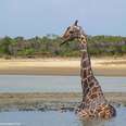 Huge Giraffe Was Stuck Up To His Neck In Mud