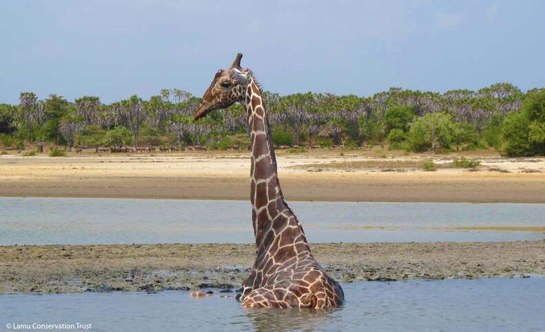 Giraffe stuck in mud in Kenya