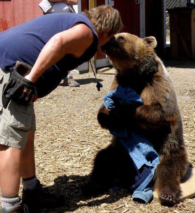 Man touching noses with captive bear