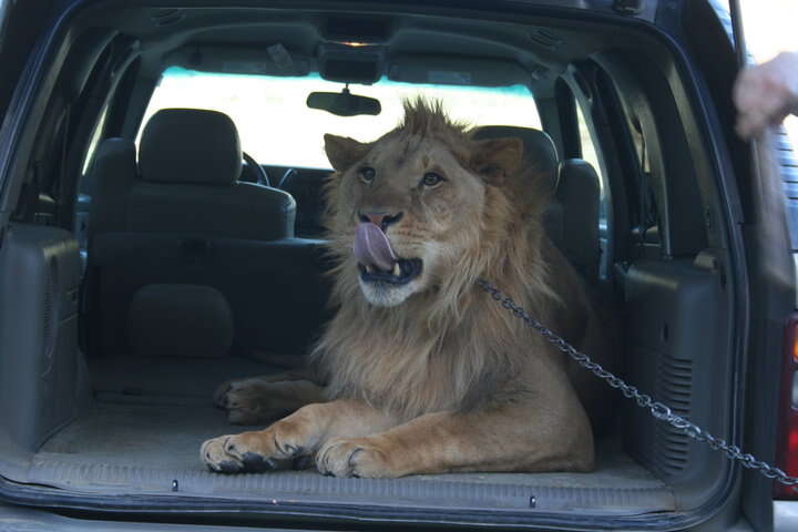 Captive lion in the back of a car