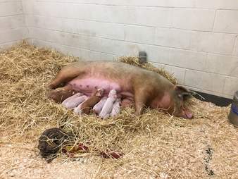 emaciated pig abuse farm new york