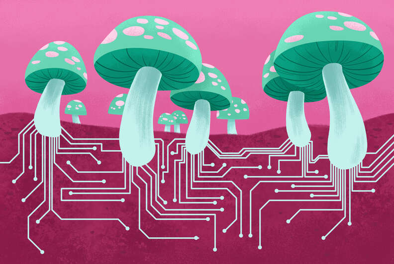 mushroom root circuits
