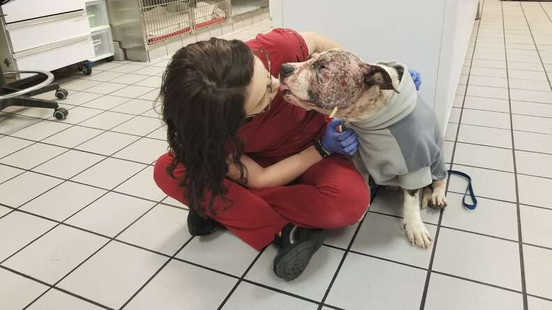 penelope dog rescued from dogfighting