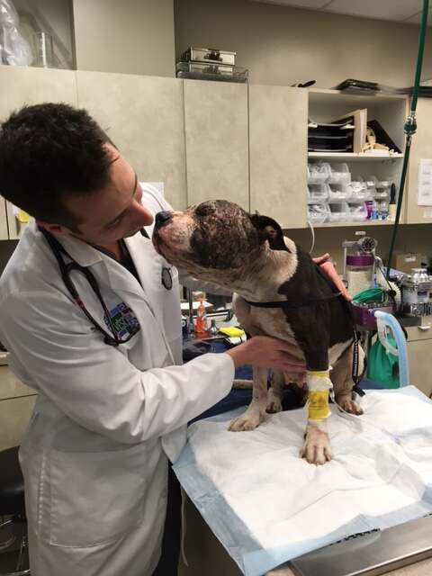 penelope dog saved from dogfighting