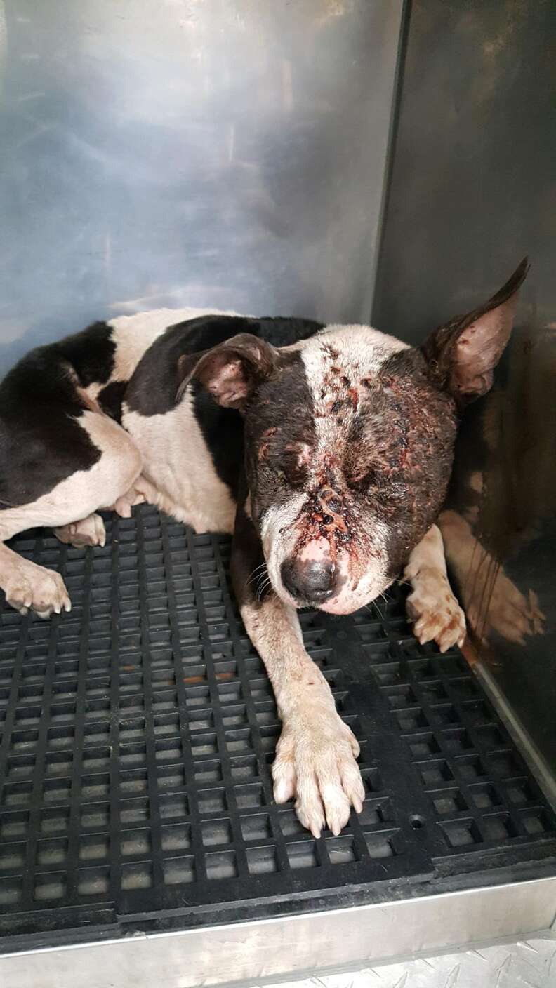 penelope dog rescued dogfighting