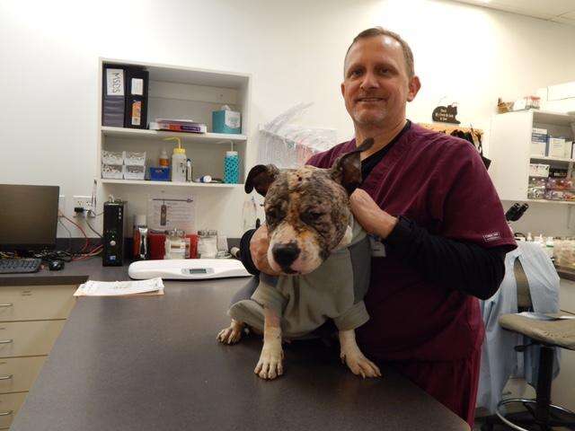 penelope dog saved dogfighting