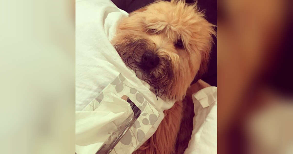 Can Humans Pass Flu To Dogs