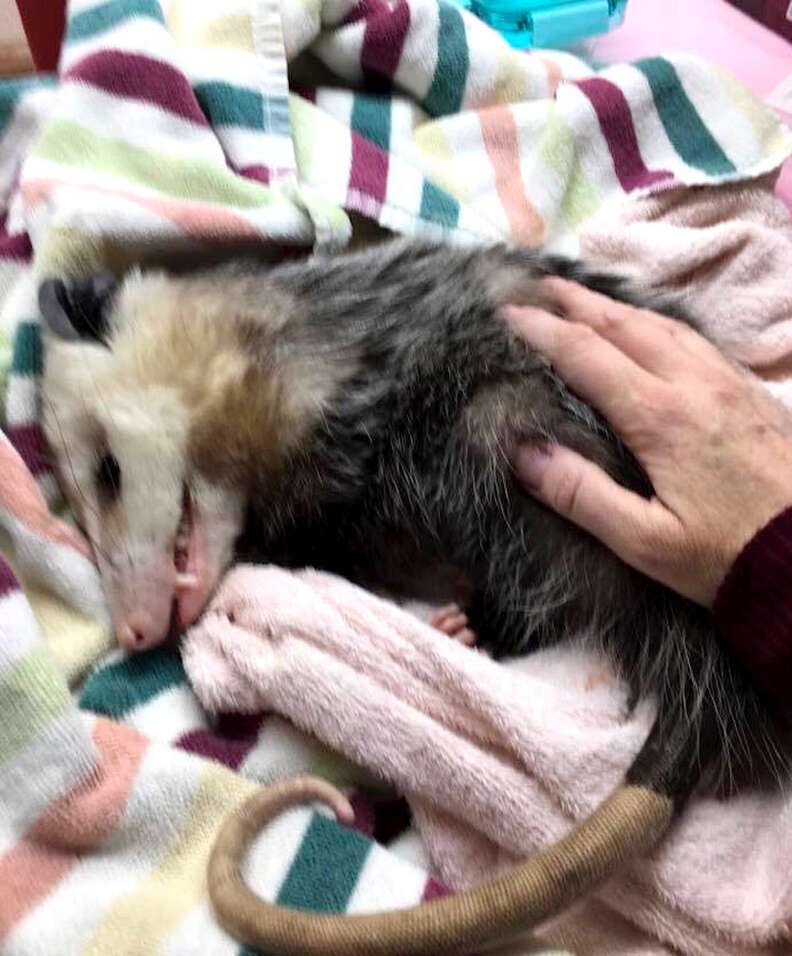 Injured opossum at rescue center in Ontario