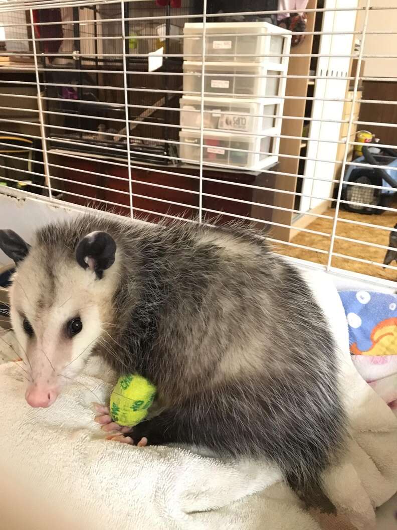 Injured opossum at rescue center in Ontario