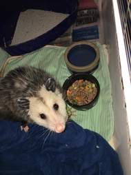 Injured opossum at rescue center in Ontario