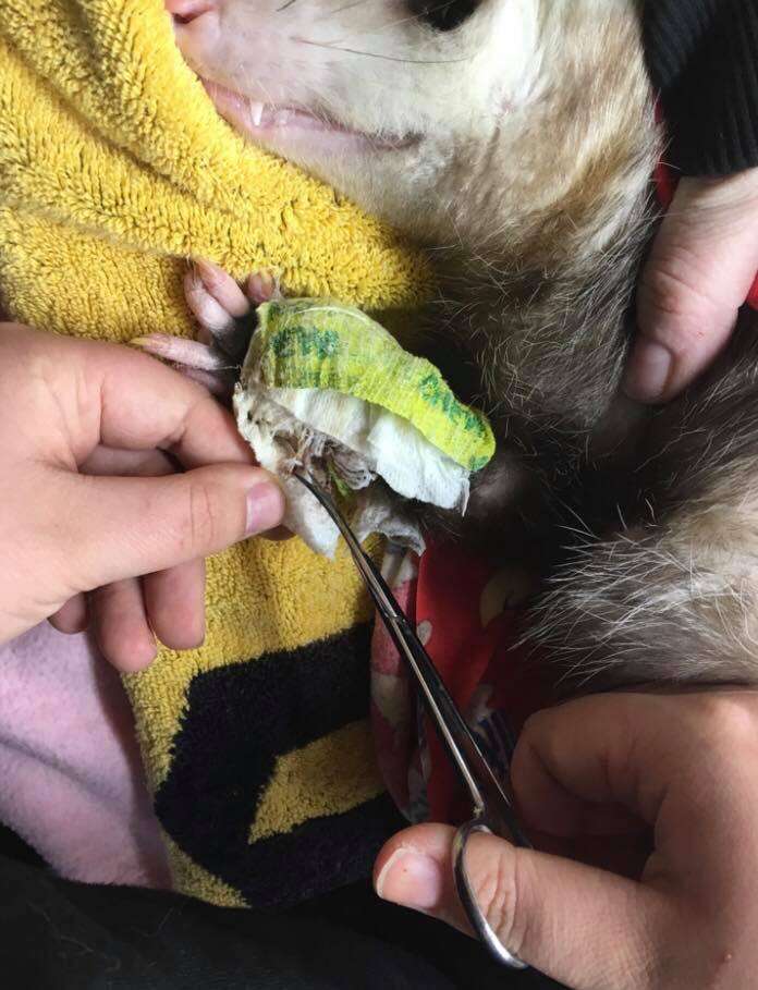 Injured opossum at rescue center in Ontario