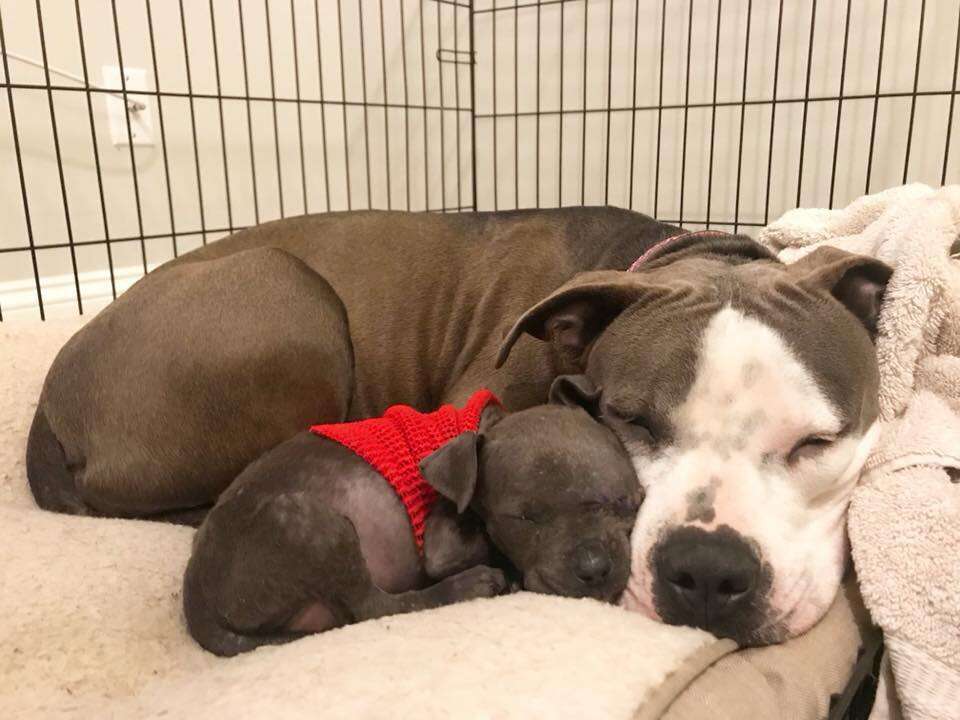 pit bull adopts orphan puppy south carolina
