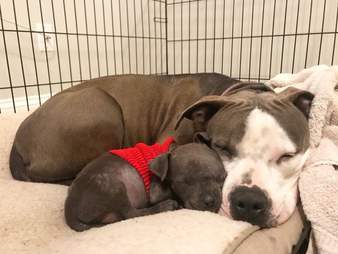 pit bull adopts orphan puppy south carolina
