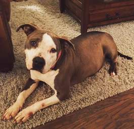 pit bull pregnant adopts orphan puppy