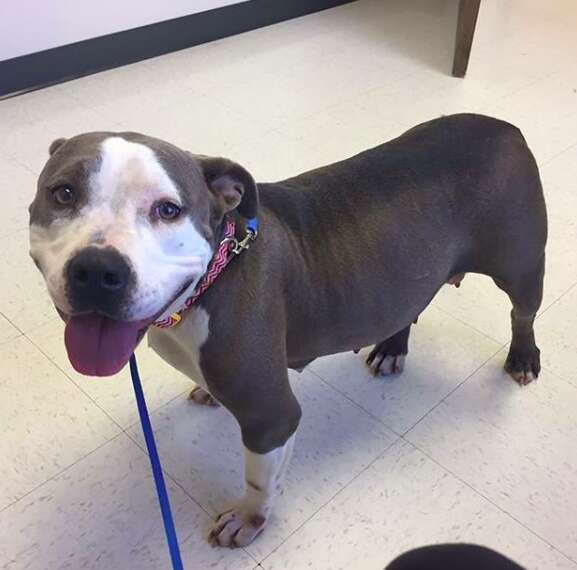 pit bull rescue south carolina pregnant