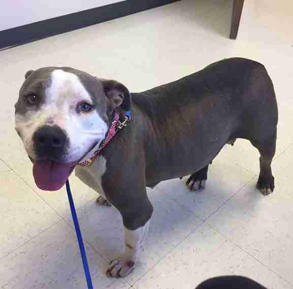 List 28+ Images pitbull dog pregnancy week by week images Excellent List 28+ Images pitbull dog pregnancy week by week images Excellent