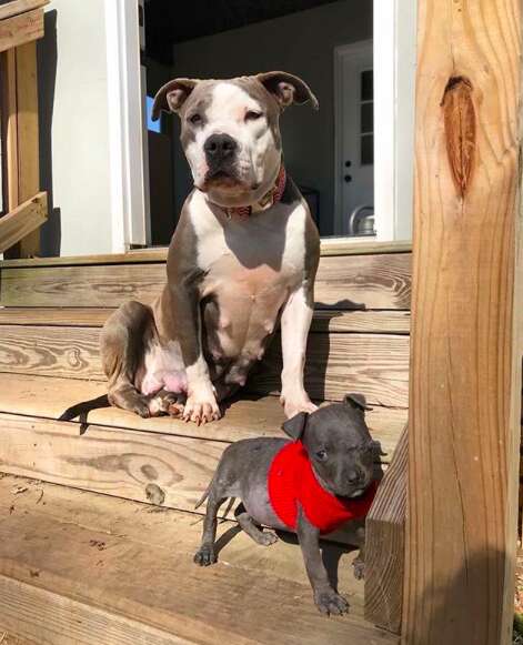 pit bull adopts orphan puppy south carolina