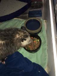 Injured opossum eating on his own at Ontario rescue center