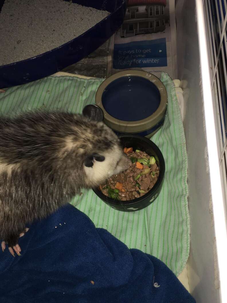 Injured opossum eating on his own at Ontario rescue center 